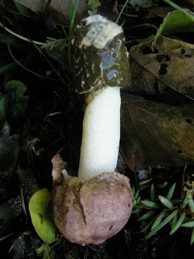 Phallus impudicus